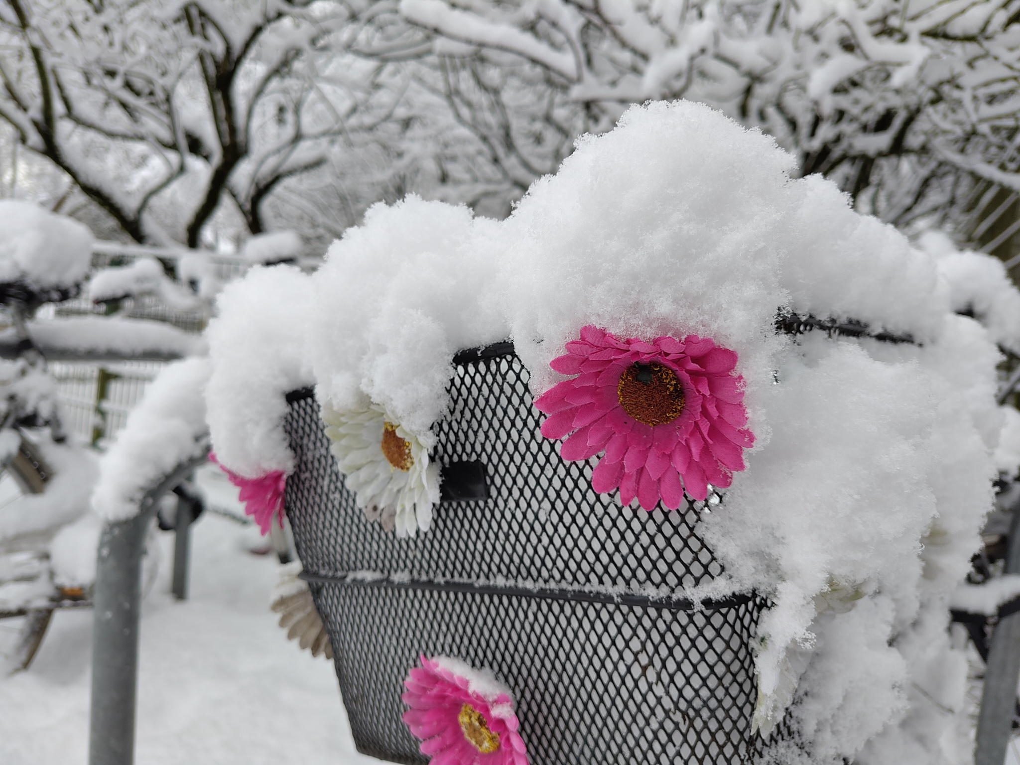 Snowy Bicycle Basket Photo of a rear bicycle basket, decorated with pink plastic flowers, filled with snow.